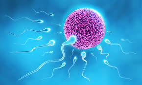 Fertility & IVF